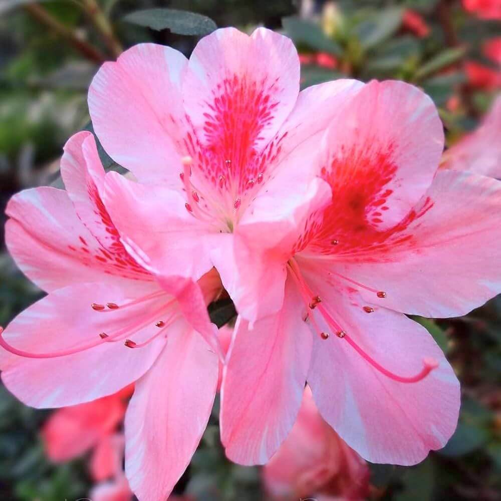 Pink And White Azalea Seeds - Heirloom Flower Plant for Home Gardens
