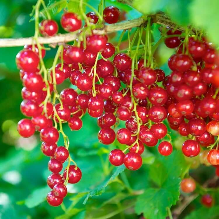 Red Currant Seeds - Fruit Plant