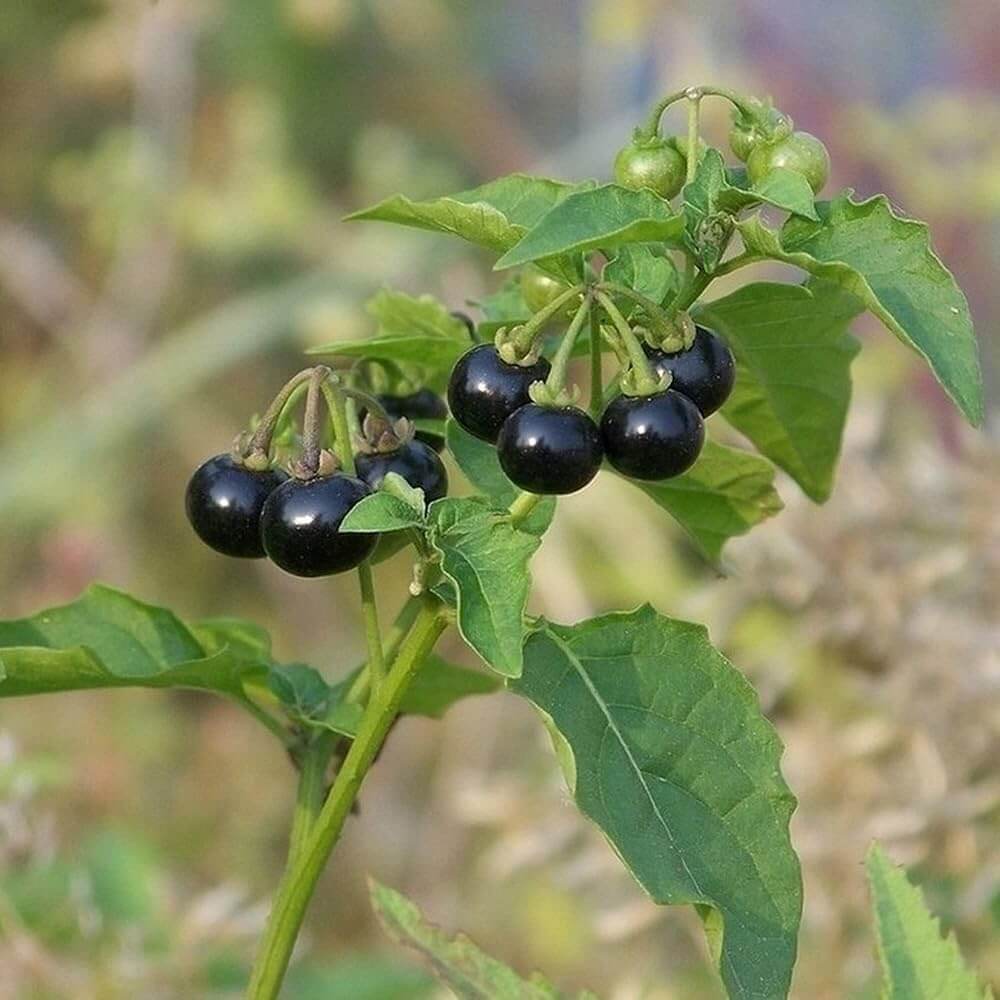 Black Nightshade Seeds - Herbal Plant