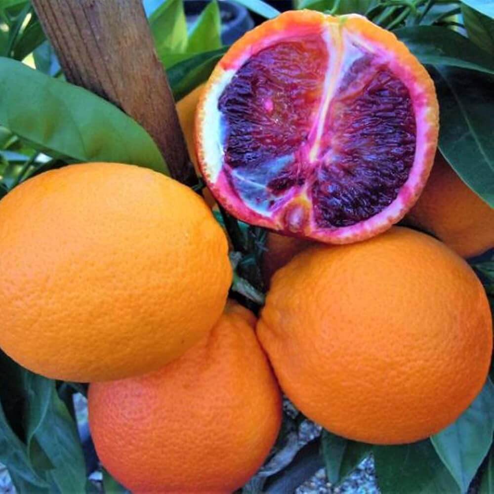 Blood Orange Seeds - Fruit Plant