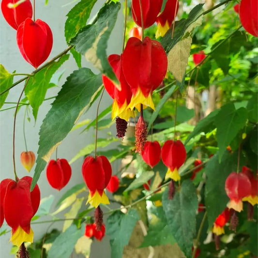 Abutilon Seeds - Flower Plant for Home Gardens