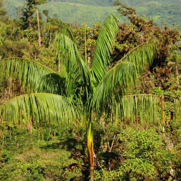 Acaí Seeds