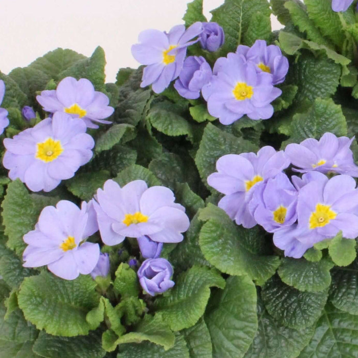Acaulis Light Blue Primula Seeds
