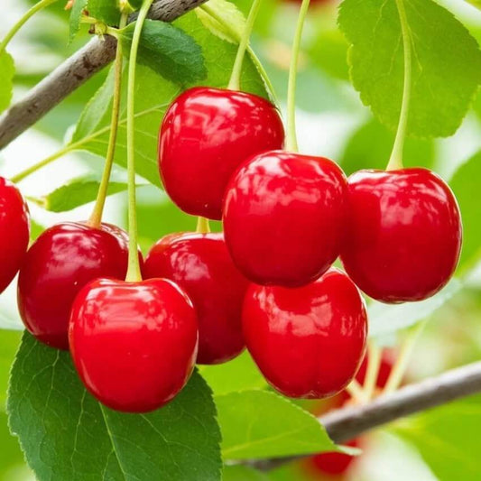 Acerola Seeds - Fruit Plant for Home Gardens
