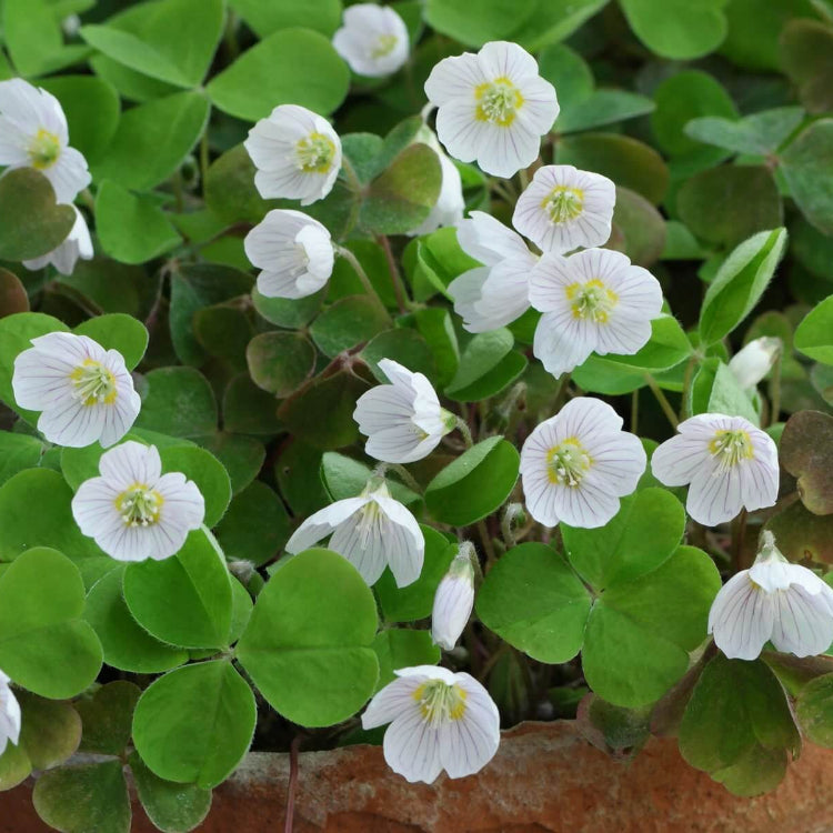 Acetosella oxalis seeds