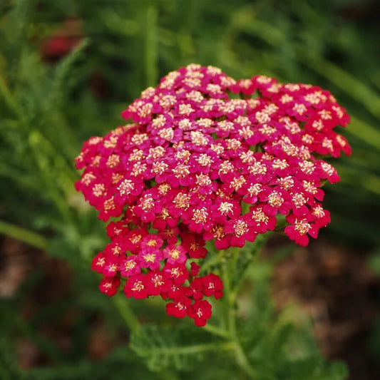 Achillea Seeds - Flower Plant for Home Gardens