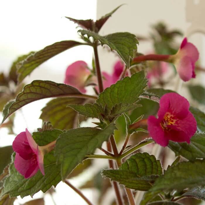 Achimenes Limoncello Seeds