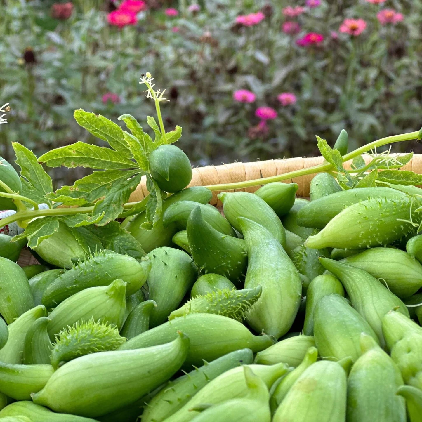 Achocha Seeds
