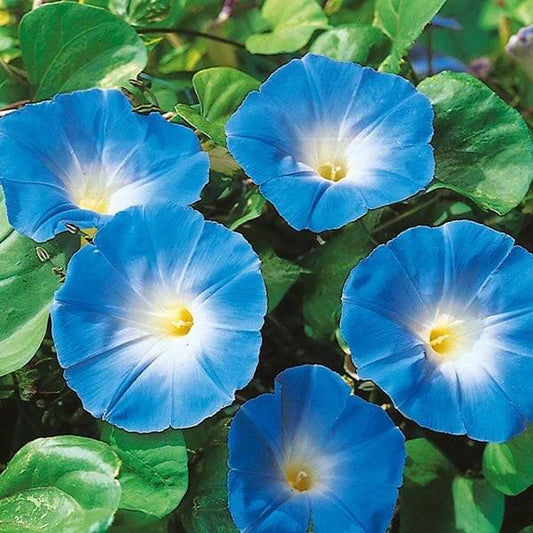 Ackerwinde Morning Glory Seeds