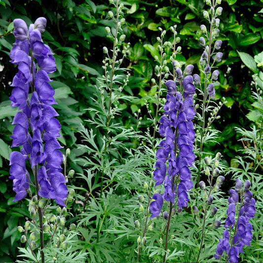 Aconitum Seeds - Flower Plant