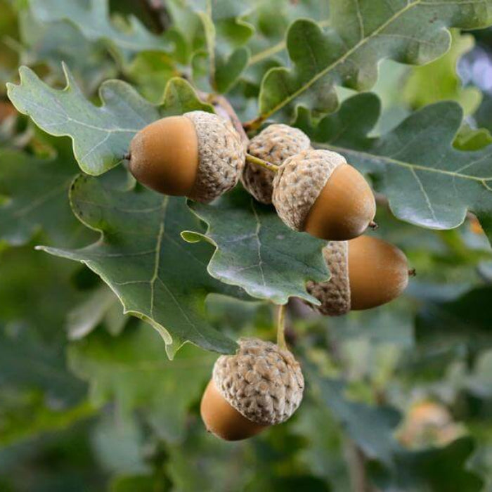Acorn Seeds - Fruit Plant for Home Gardens