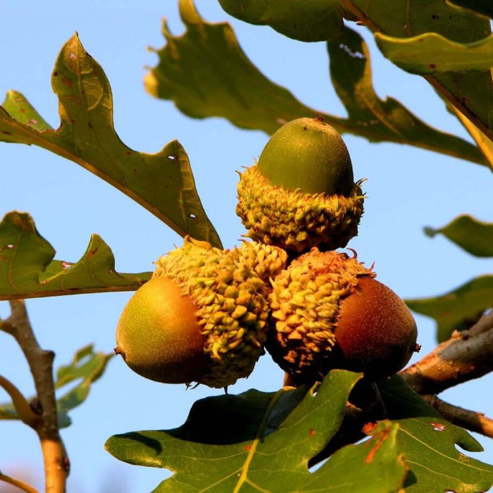 acorn seeds to plant Acorn Seeds – Oak Tree Seeds for Planting & Gardening – Emma Garden