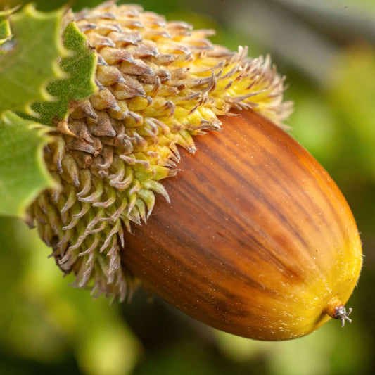 Acorn Seeds - Fruit Plant for Home Gardens