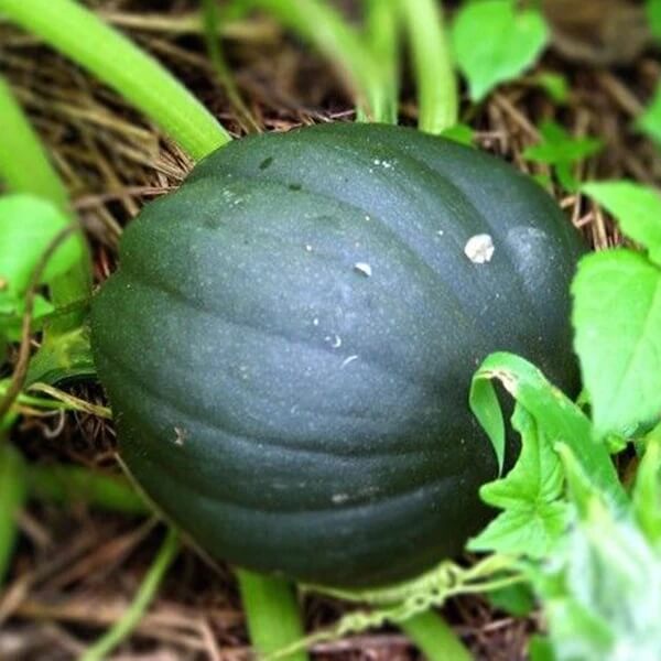 Acorn Squash Seeds – Heirloom Vegetable Seeds for Gardens – Emma Garden