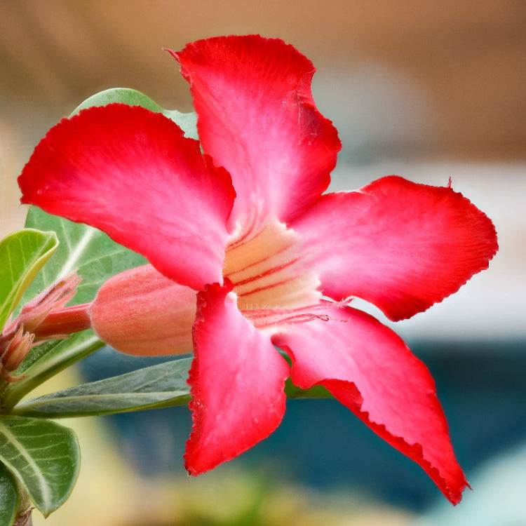 Adenium Obesum Seeds - Flower Plant