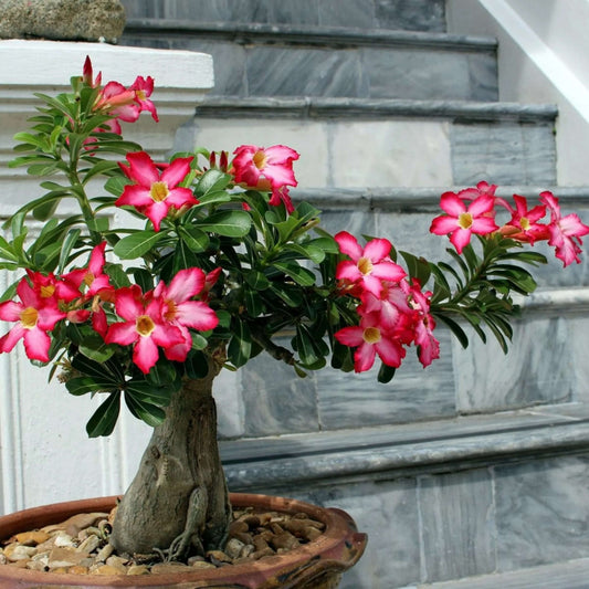 Adenium Seeds - Flower Plant for Home Gardens