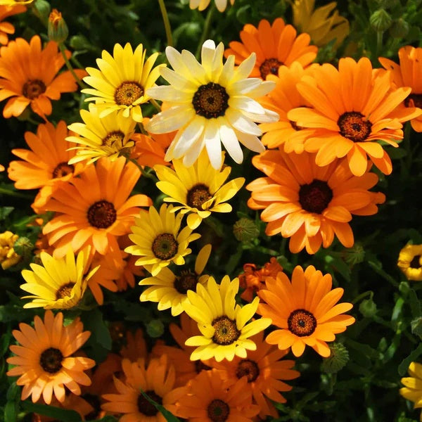 Osteospermum seeds - Flower Plant