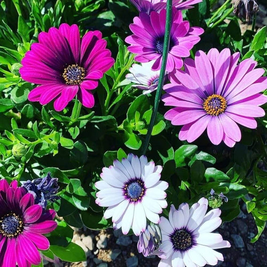 African Daisy Seeds - Flower Plant