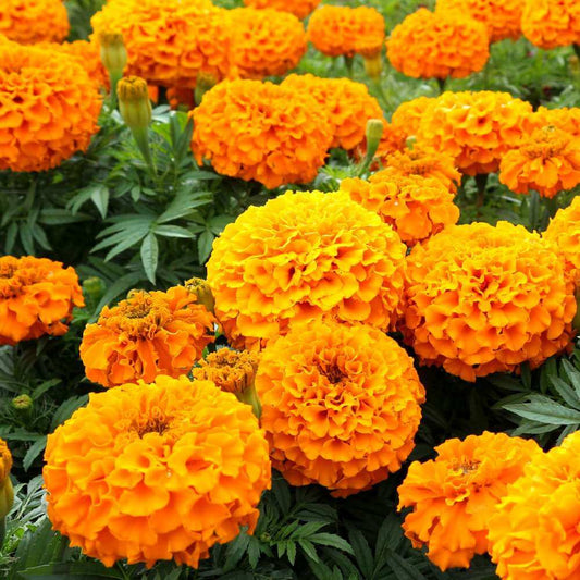 African Marigold Seeds - Flower Plant