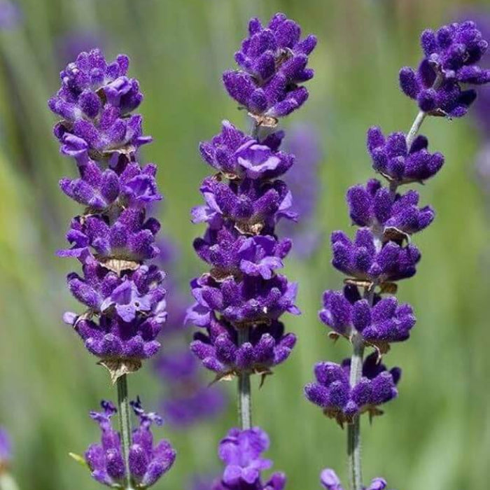 Agastache Seeds - Herbal Plant for home gardens