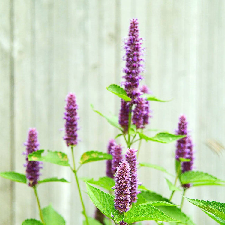 Agastache Seeds for Sale - Heirloom Flower Plant for Home Gardens