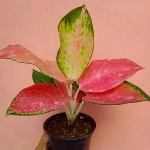 Aglaonema Indoor seeds - Flower Plant
