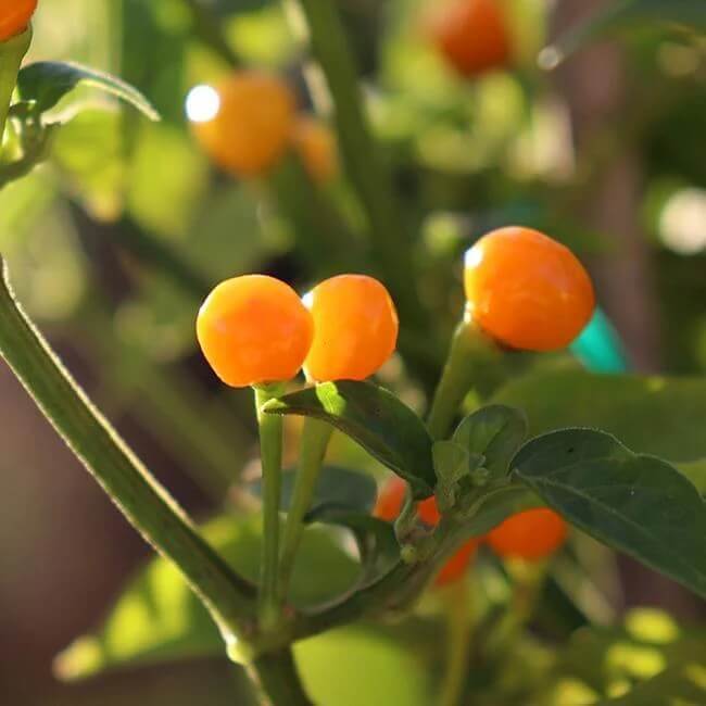 Aji Charapita Hot Pepper seeds