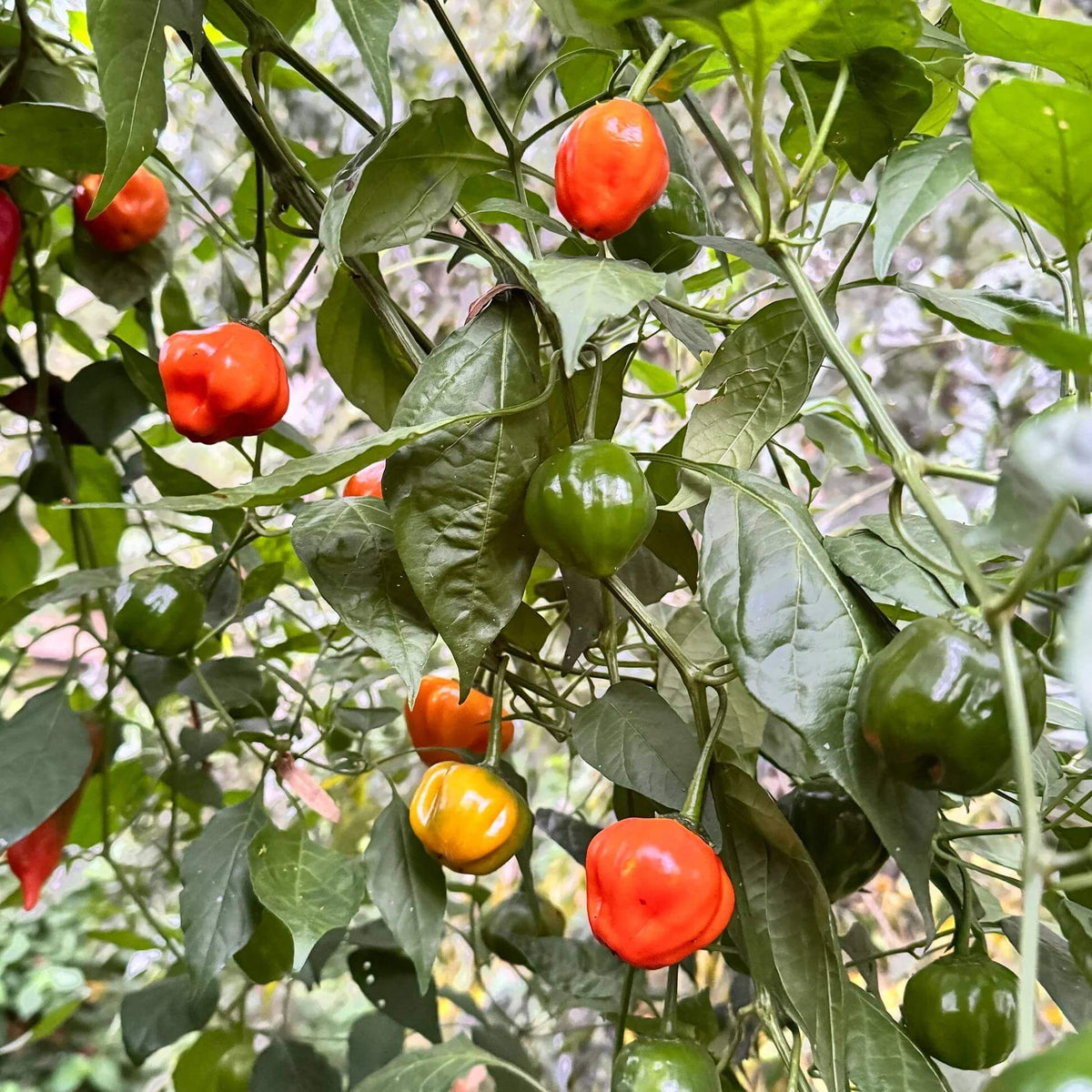 Aji Gustoso Seeds - Heirloom Vegetable Plant for Home Gardens