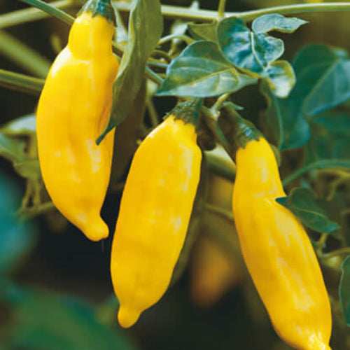 Aji Limon Pepper Seeds - Vegetable Plant