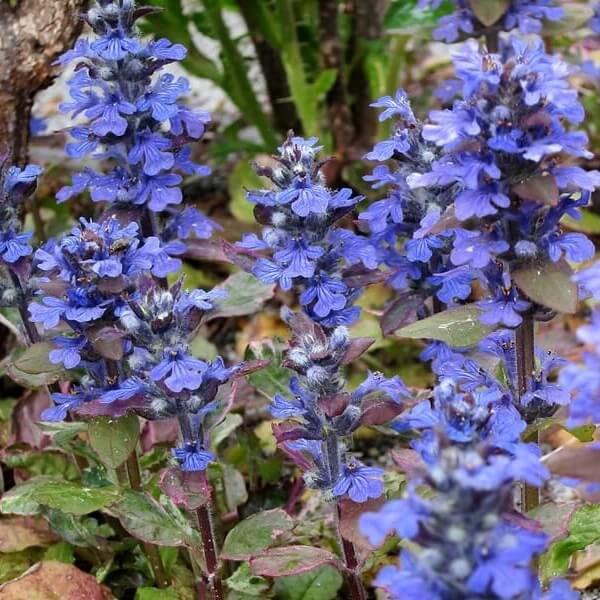 Ajuga Seeds