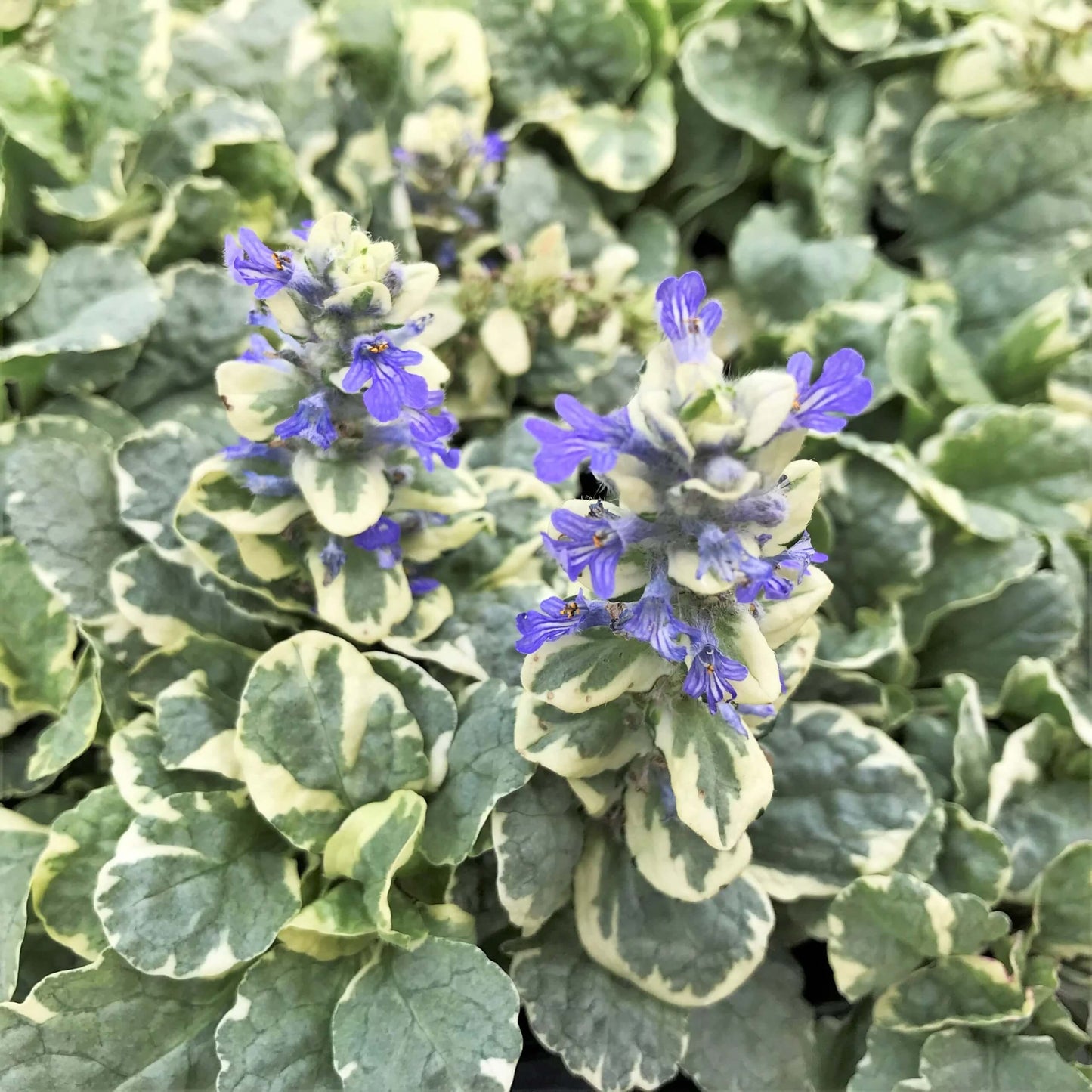 Ajuga Seeds - Flower Plant For Home Gardens