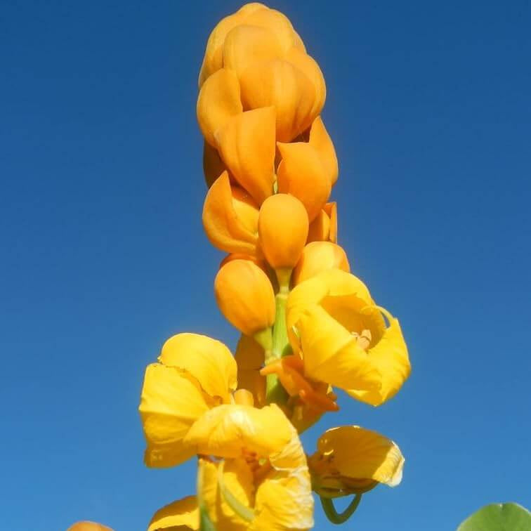Alata Cassia Seeds