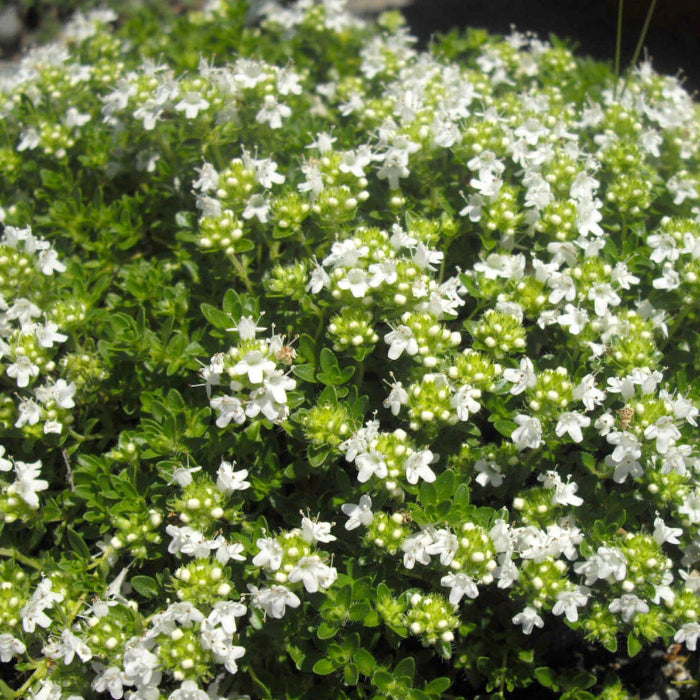 Albus Thyme Seeds