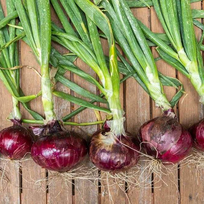 Allium Cepa Seeds - Heirloom Vegetable Plant for Home Gardens