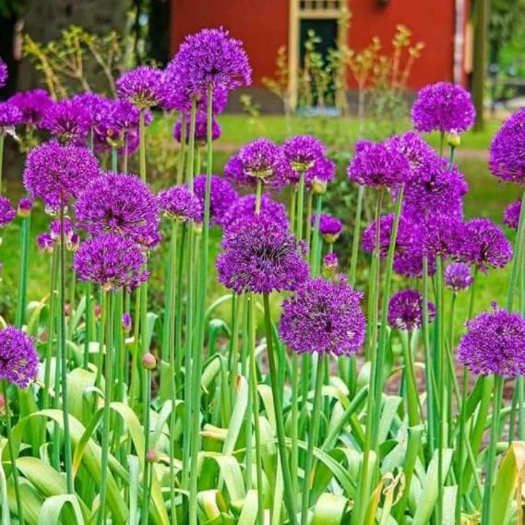 Allium Flower Seeds - Heirloom Flower Plant for Home Gardens