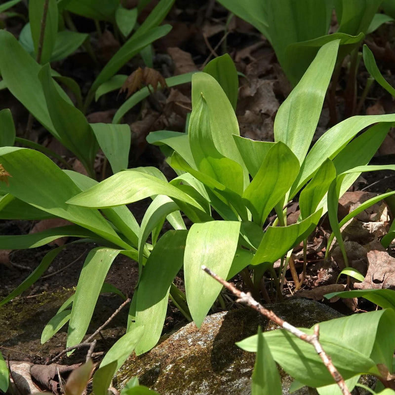Allium Tricoccum Seeds - Heirloom Herbal Plant for Home Gardens