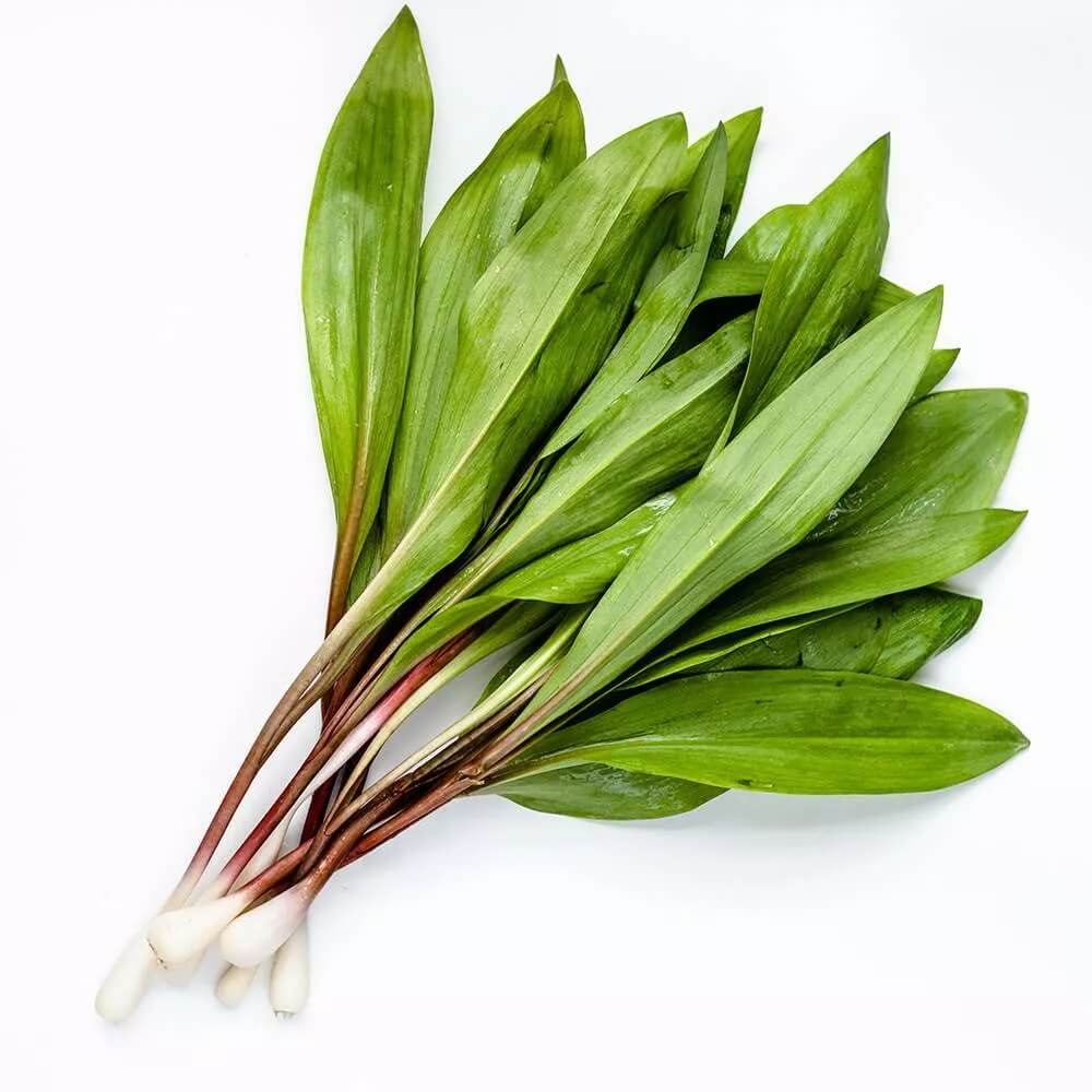 Allium tricoccum Wild Leek Seeds