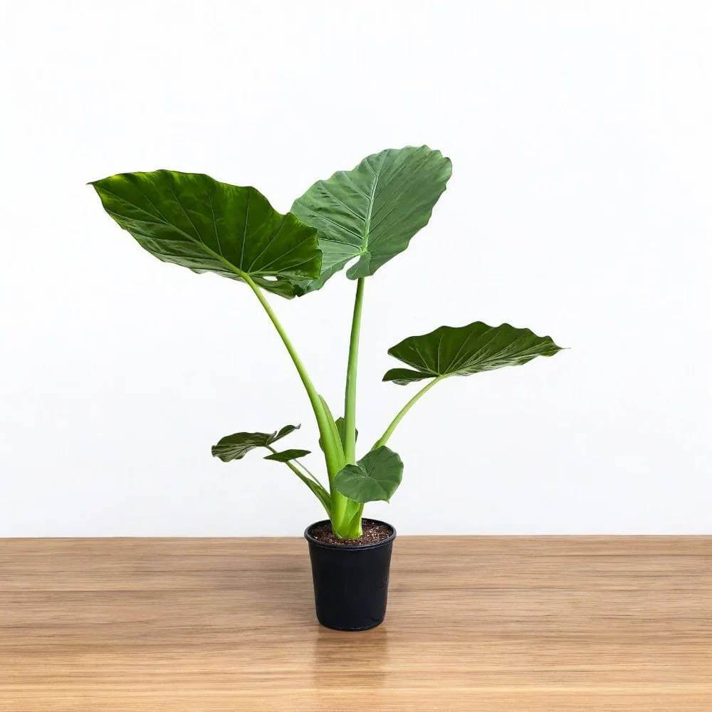 Alocasia Seeds - House Plant for Home Gardens