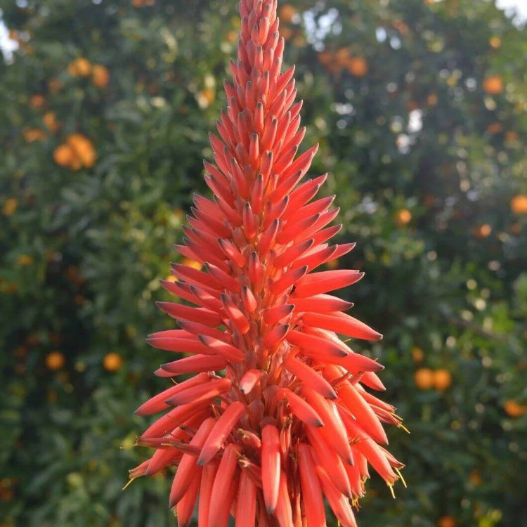Aloe Barbadensis Seeds - Succulent Plant Seeds for Home Gardens