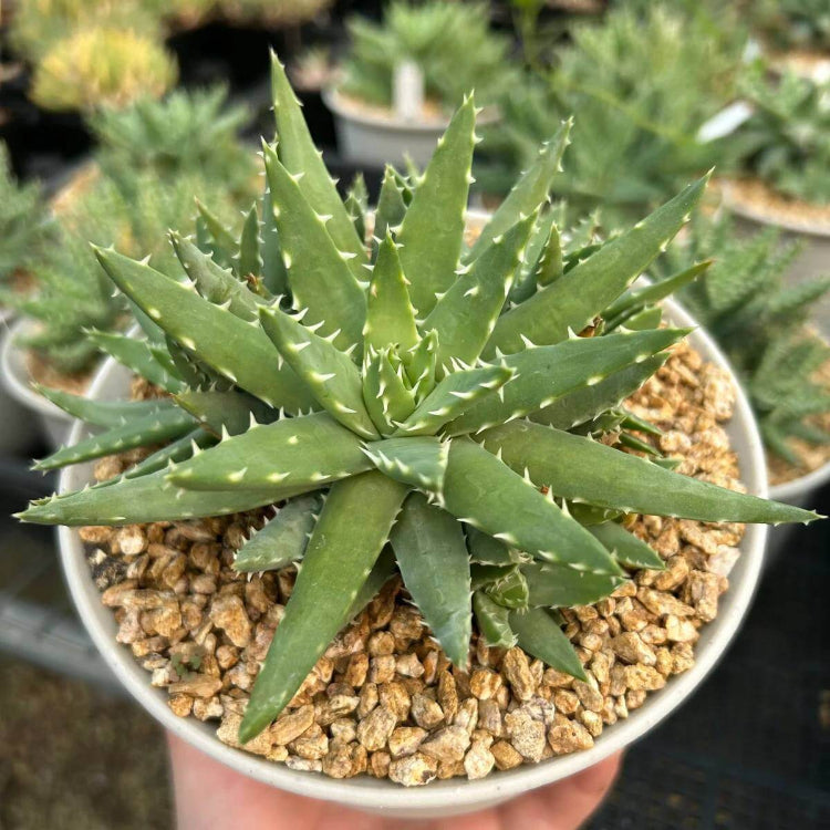 Aloe Brevifolia Seeds - Succulent Plant Seeds for Home Gardens