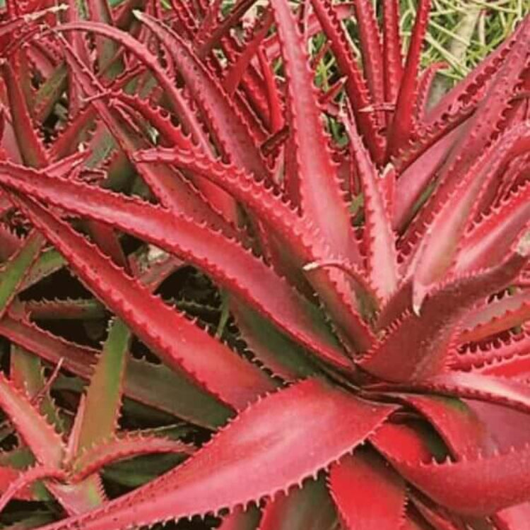 Aloe Cameronii Seeds - Succulent Plant Seeds for Home Gardens
