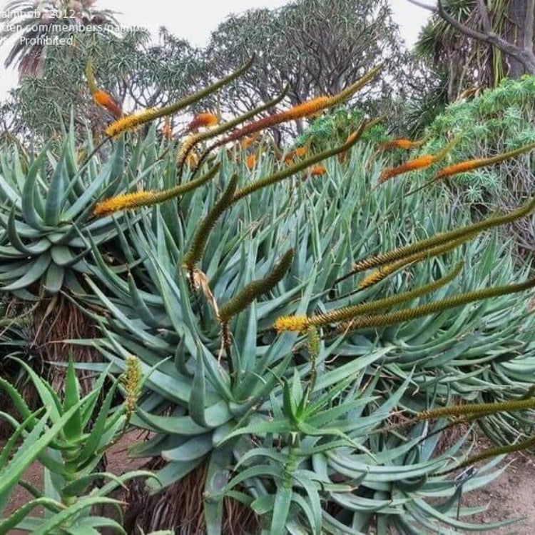 Aloe Castanea Seeds - Succulent Plant Seeds for Home Gardens