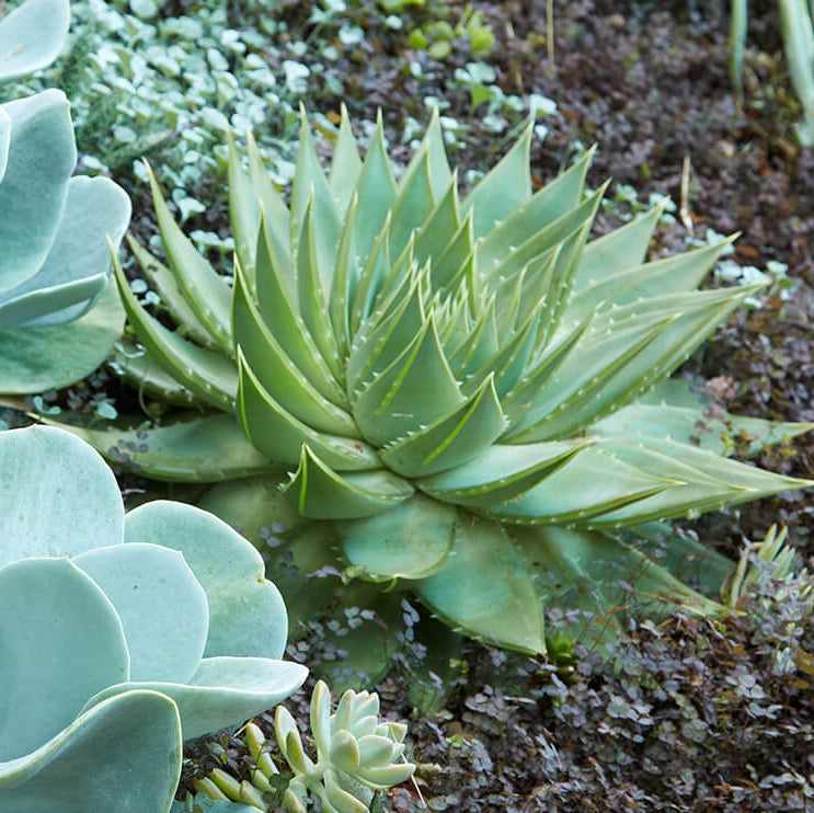 Aloe Polyphylla Seeds - Succulent Plant for Home Gardens