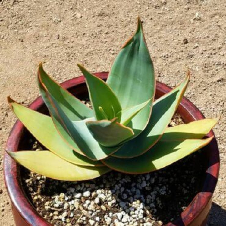 Aloe Striata Seeds - Succulent Plant Seeds for Home Gardens