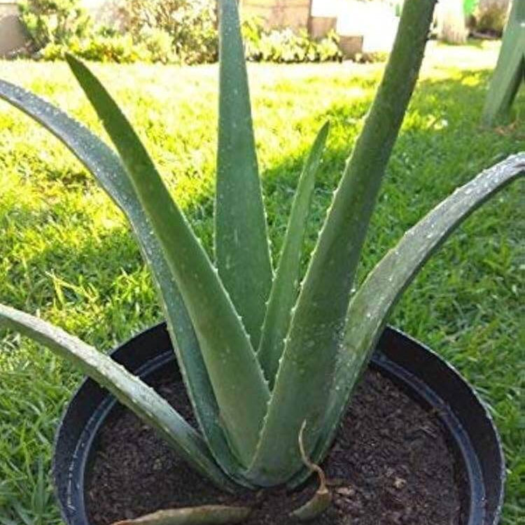 Aloe Vera Seeds - Herbal Plant for Home Gardens