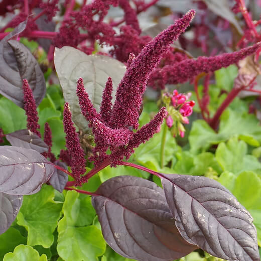 Amaranthus Seeds