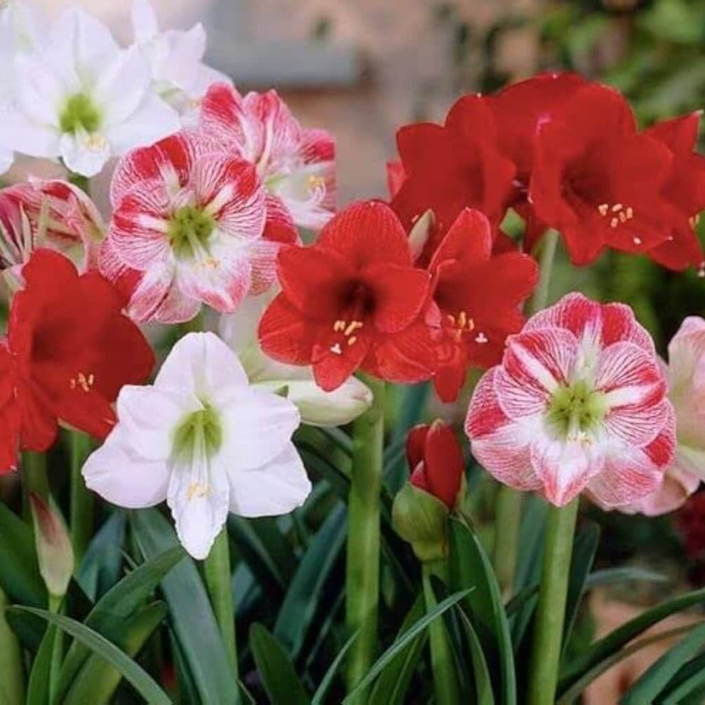 Amaryllis Seeds - Flower Plant