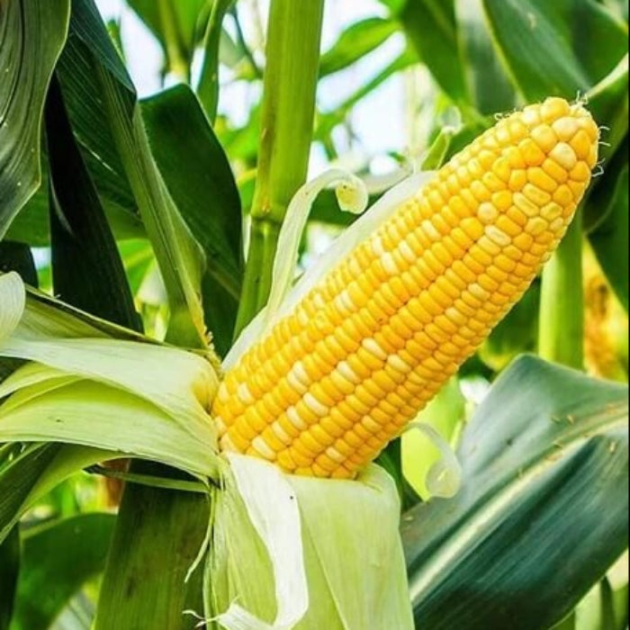 Ambrosia Sweet Corn Seeds - Vegetable Plant