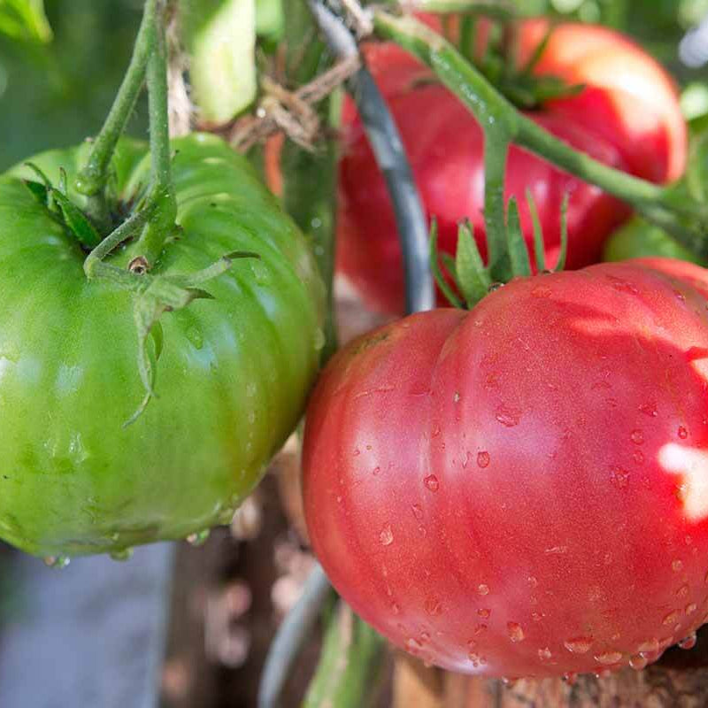 Amela Tomato Seeds - Heirloom Vegetable Plant for Home Gardens