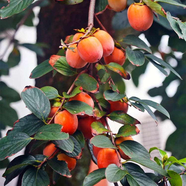American Persimmon Seeds - Fruit Plant